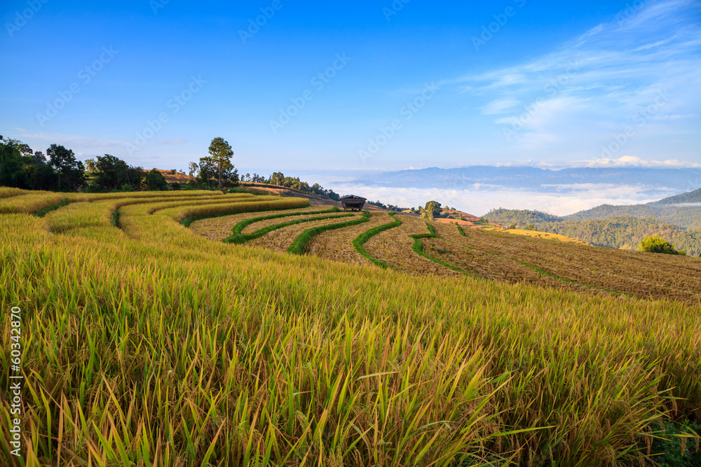 Green Terraced Rice Field