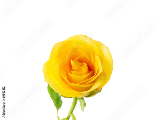 Yellow rose isolated on white