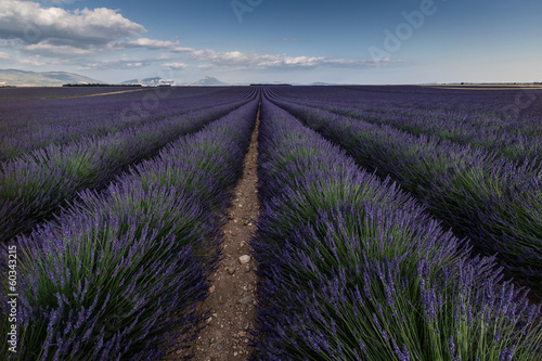 Lavender in France