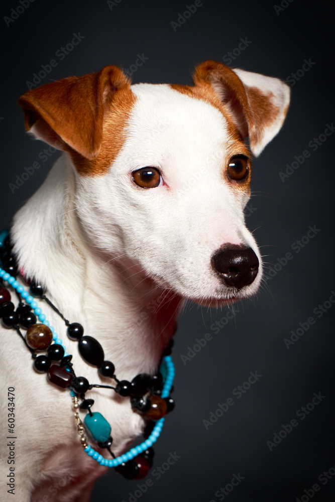Obraz premium Jack Russell Terrier dog