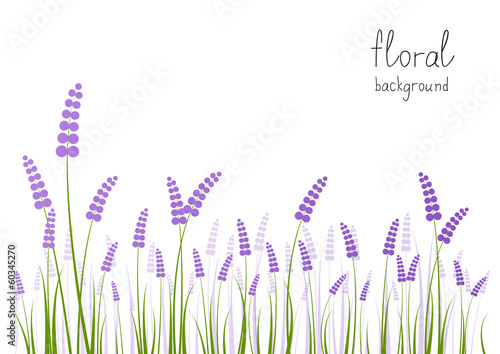 Lavender flowers on white background