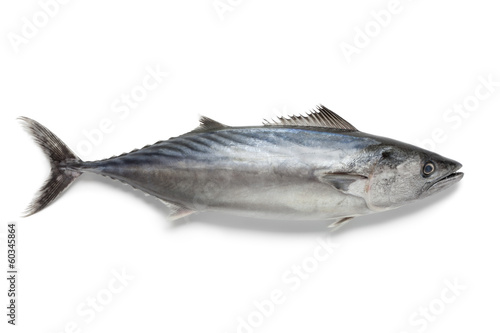 Singlre fresh bonito fish photo