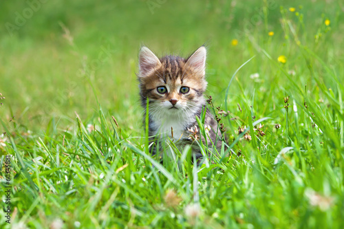 kitten plays in a green grass