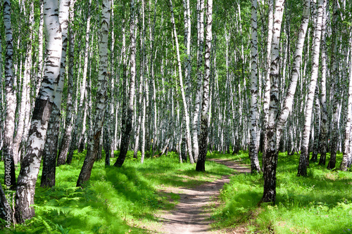 Fototapeta letni krajobraz z lasem i słońcem