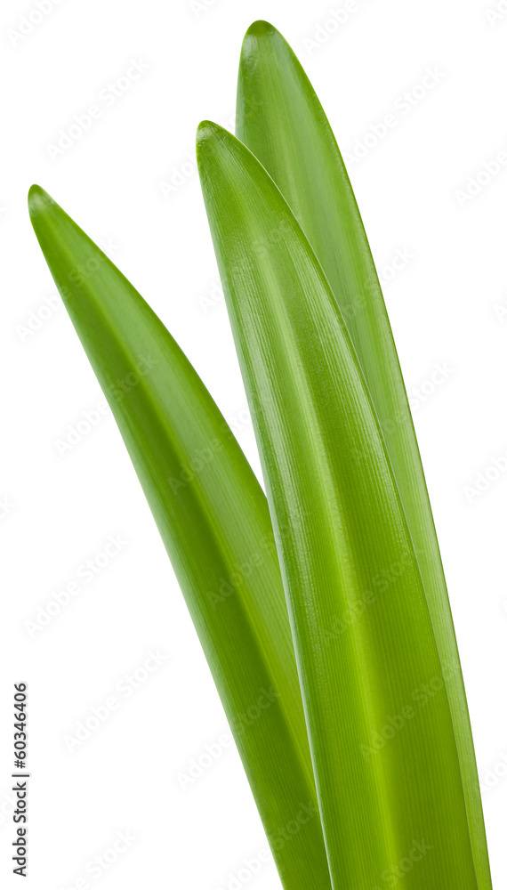 Green amaryllis leaves isolated on white