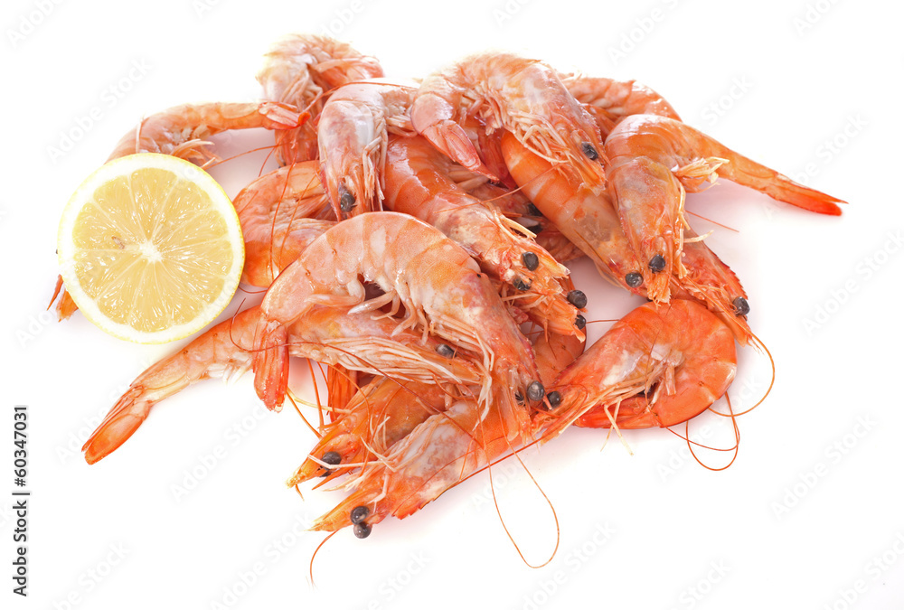 common prawn