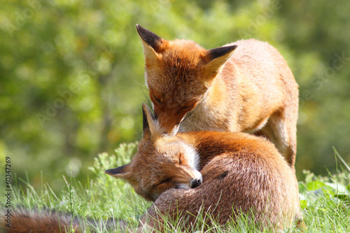Εκτύπωση καμβά volpe