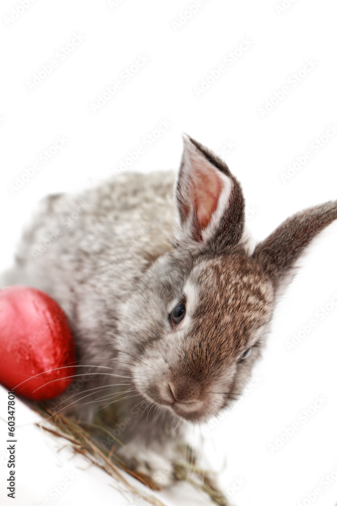 Naklejka premium Gray rabbit