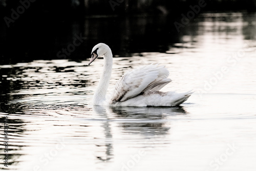 Lonely swan