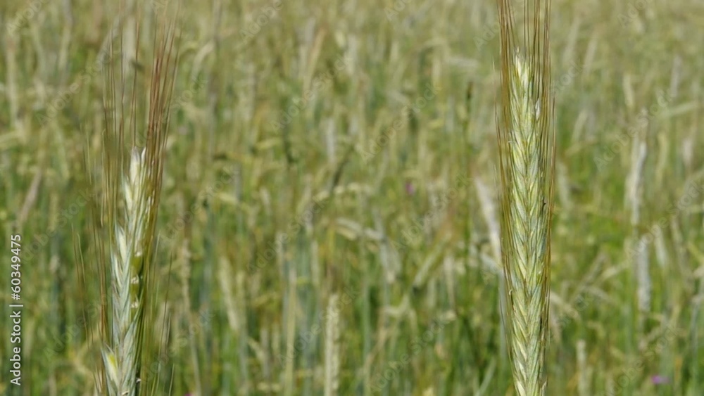 Levels of wheat nearing harvest. Levels of wheat nearing harvest.