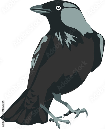 jackdaw
