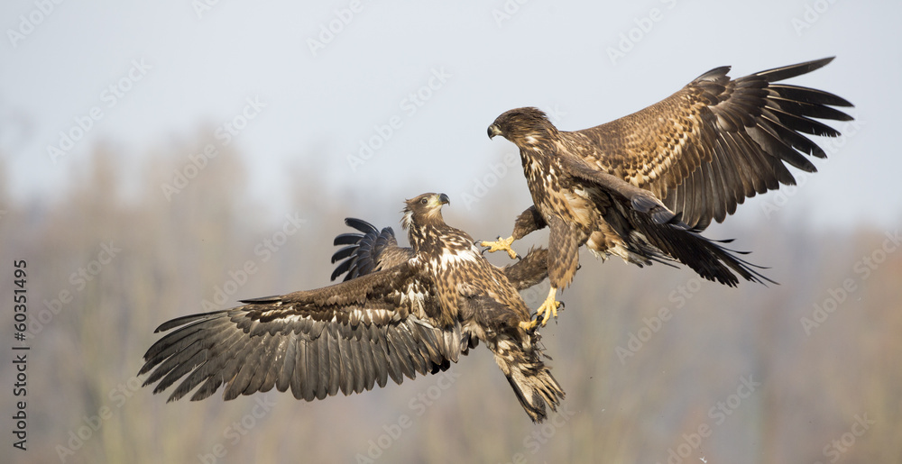 Obraz premium Junge Seeadler (Haleaeetus albicilla) im Luftkampf
