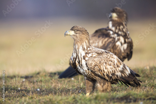 Junge Seeadler