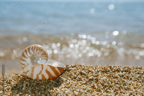 nautilus shell on the issyk-kul beach sand with glitter lake bac