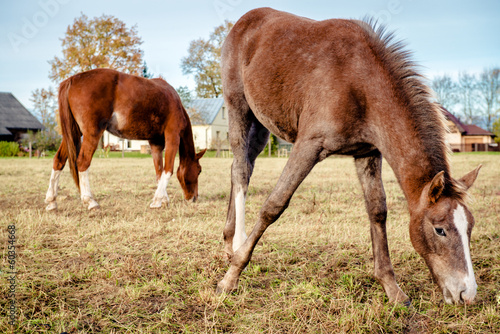 Brown horses feeding outdoors