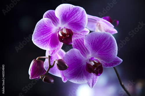 Fototapeta Naklejka Na Ścianę i Meble -  Orchid