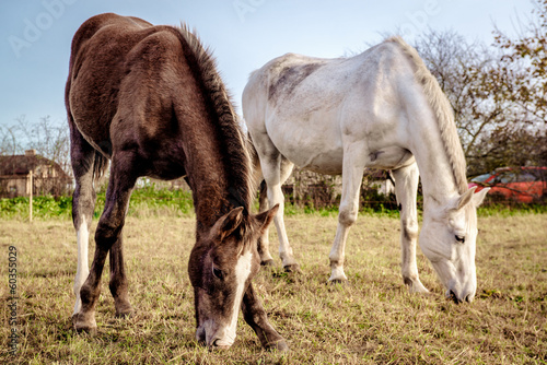 Horses feeding outdoors