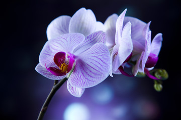 Poster Orchidee Bloeiende orchideeën in zachte tinten  © Sebastian Duda