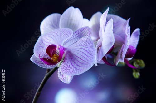 Fototapeta Naklejka Na Ścianę i Meble -  Beautiful orchids