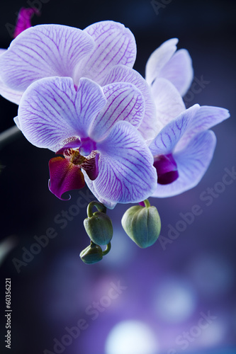 Fototapeta Naklejka Na Ścianę i Meble -  Beautiful orchids