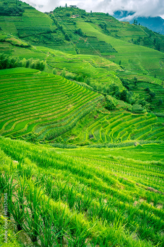 rizière en terrasse chinoise