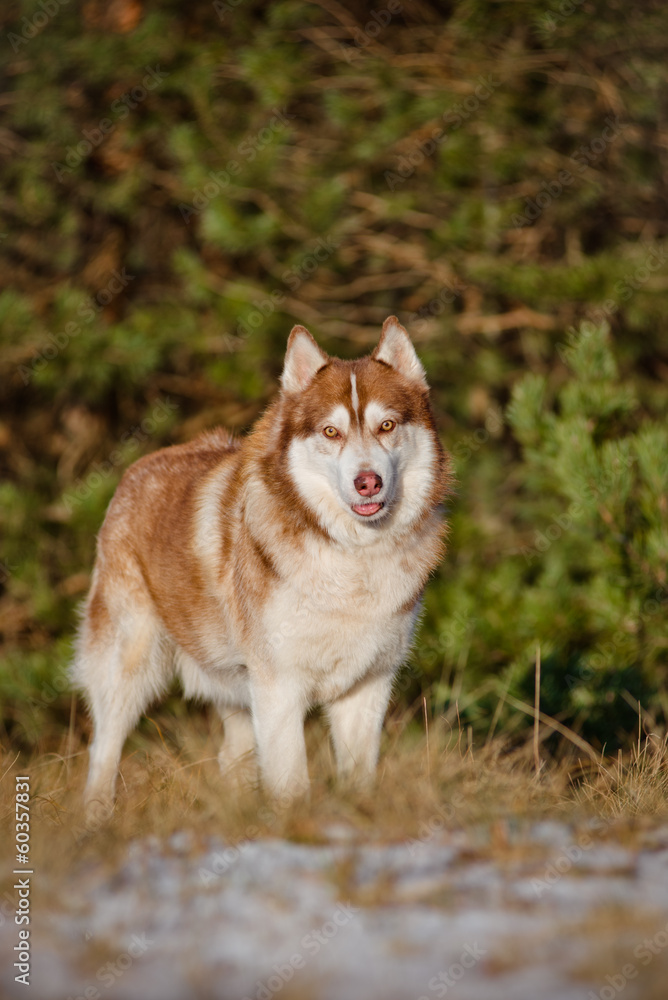 siberian husky dog in the forest siberian husky dog in the forest