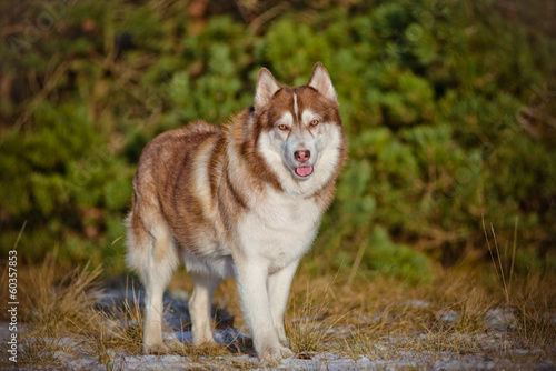 siberian husky dog in the forest