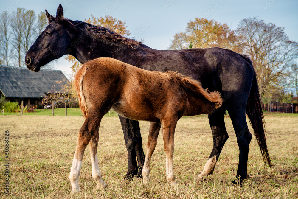Fototapeta premium Two horses outdoors