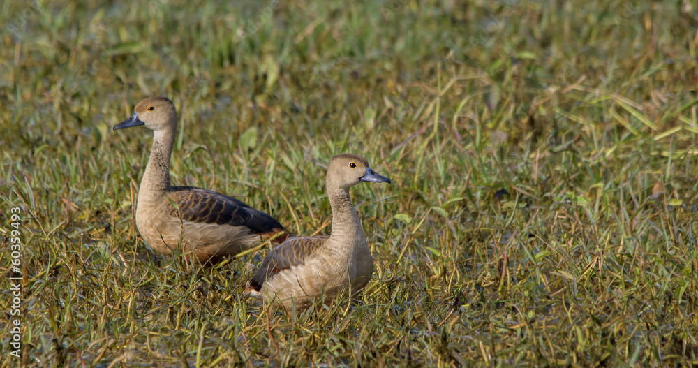 Lesser Whistling Ducks (Dendrocygna Javanica) Lesser Whistling Ducks (Dendrocygna Javanica)