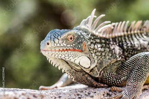 Iguana