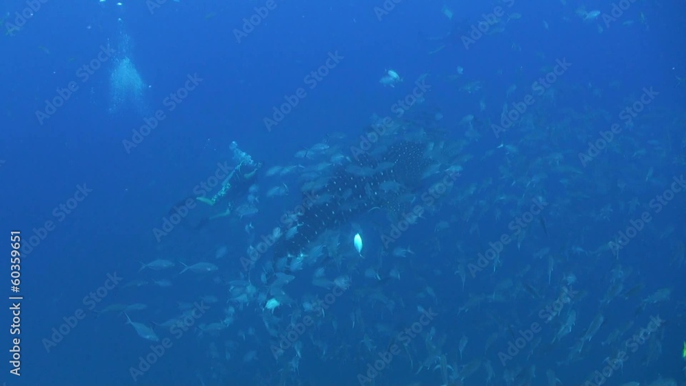 Whale shark Whale shark