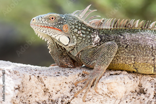 Iguana