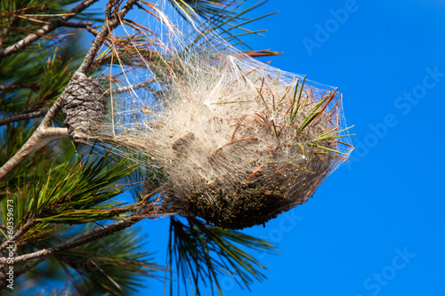 Pine processionary nest on a pine tree