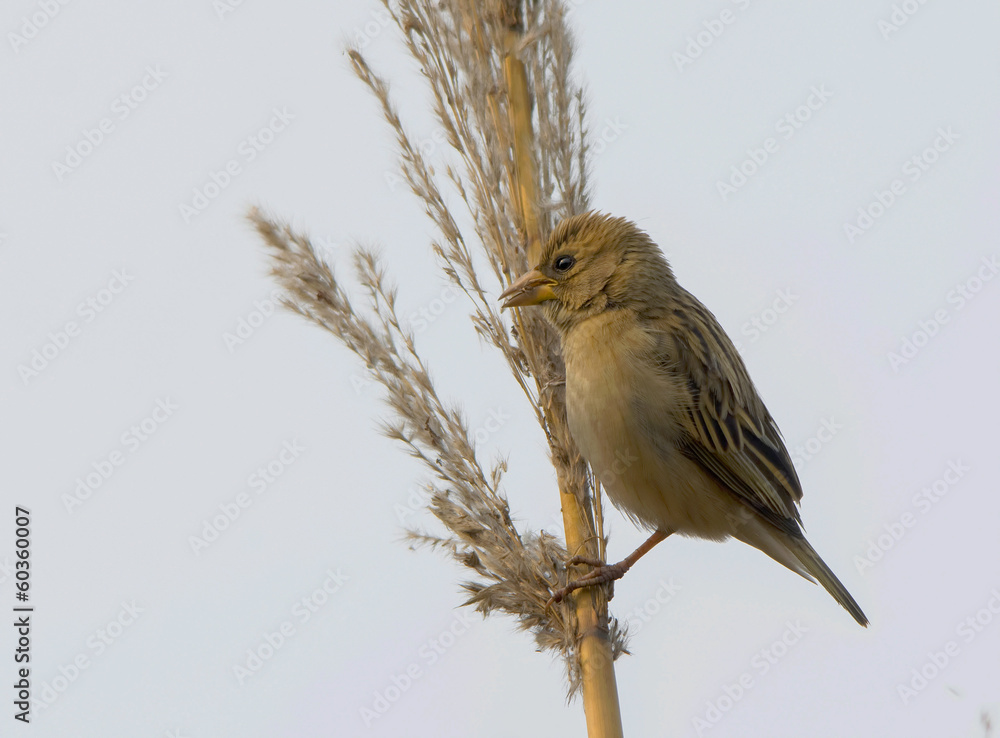 Fototapeta premium Southern Masked Weaver or African Masked Weaver (Ploceus velatus