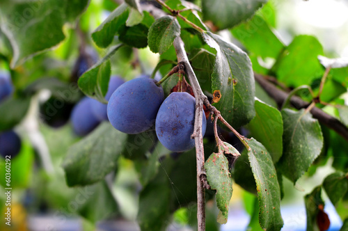 Ripe garden-stuffs of plum