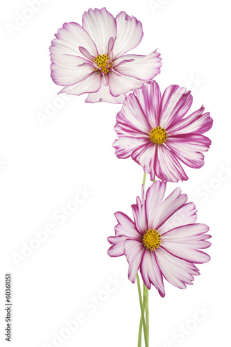 Fototapeta Naklejka Na Ścianę i Meble -  cosmos