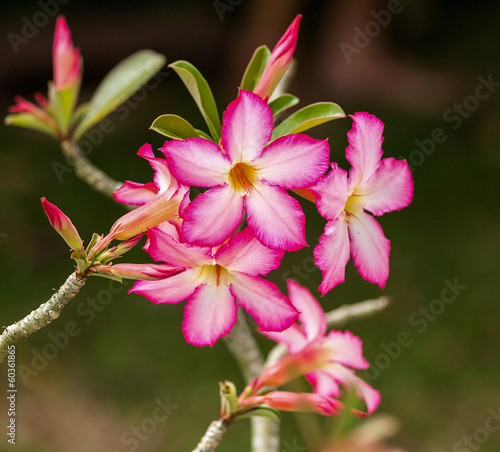 Obraz na plátne Azalea flower
