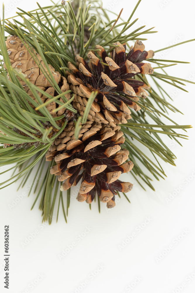 Pine Cones Pine Cones