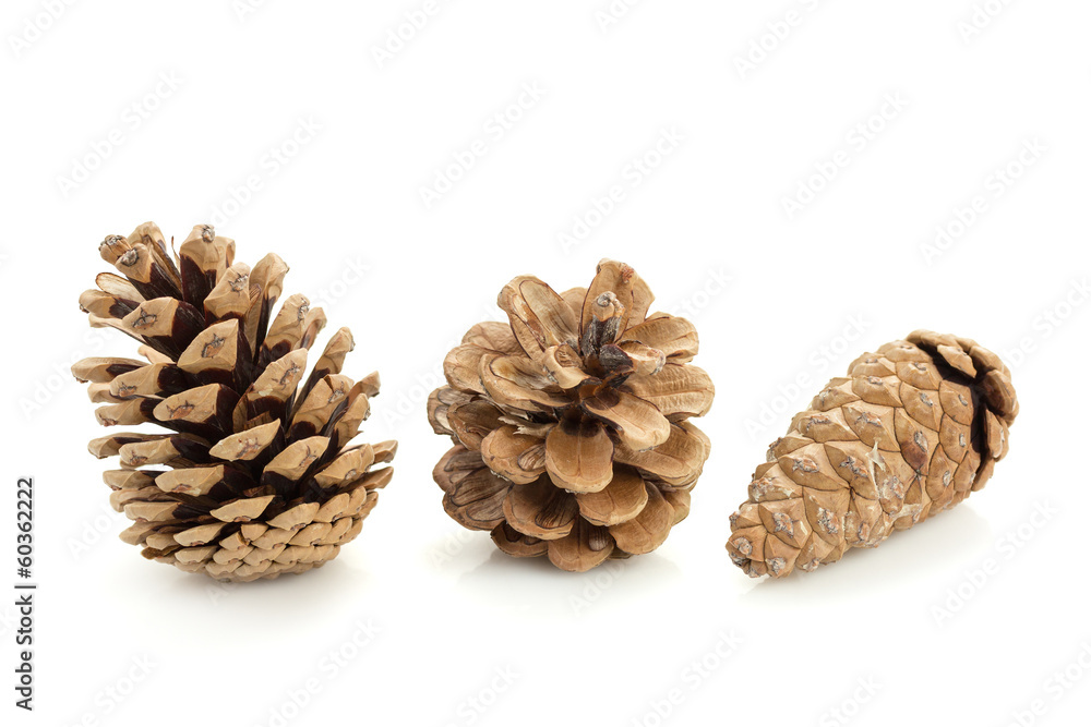 Pine Cones Pine Cones