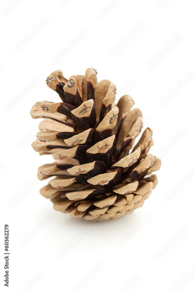 Pine Cone Pine Cone