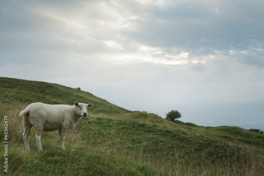 Obraz premium Sheep grazing on a hillside