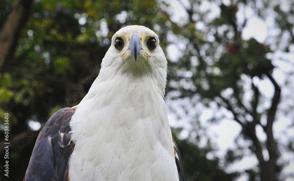 The African Fish Eagle (Haliaeetus vocifer) 