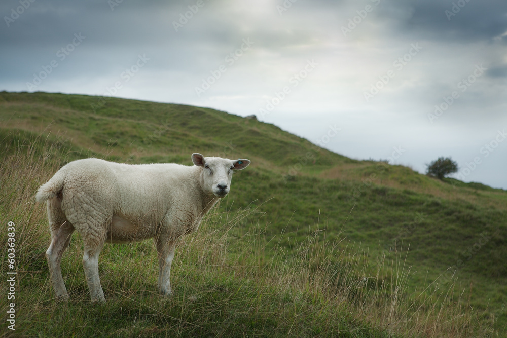 Fototapeta premium Sheep grazing on a hillside