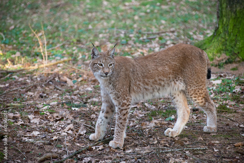 Lynx lynx auf der Jagd