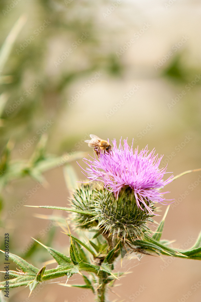 Bee on Thistle Flower