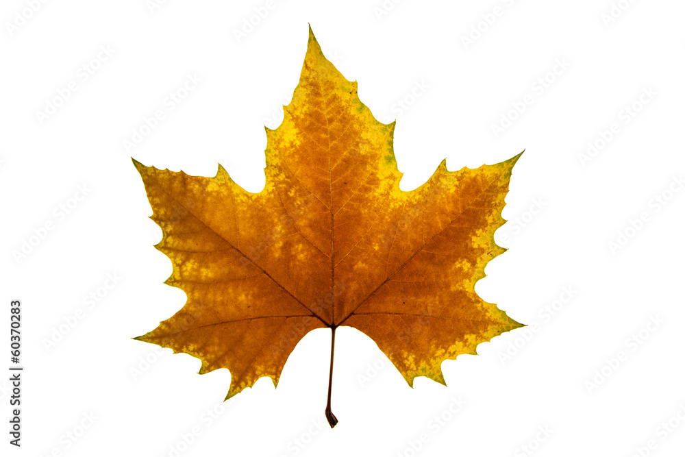 autumn leaf on white background autumn leaf on white background