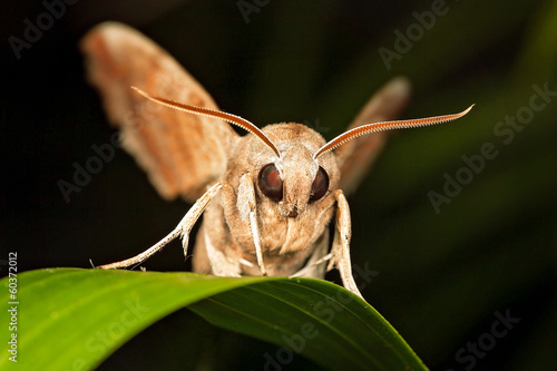 brown moth