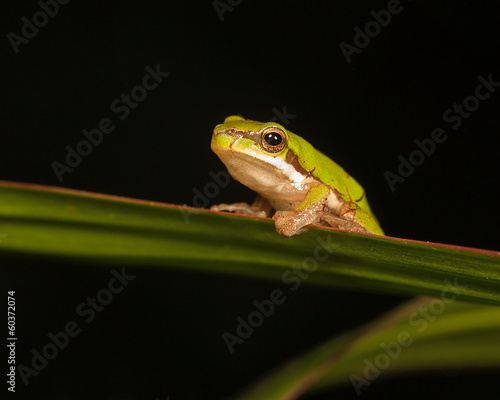 pygmy tree frog
