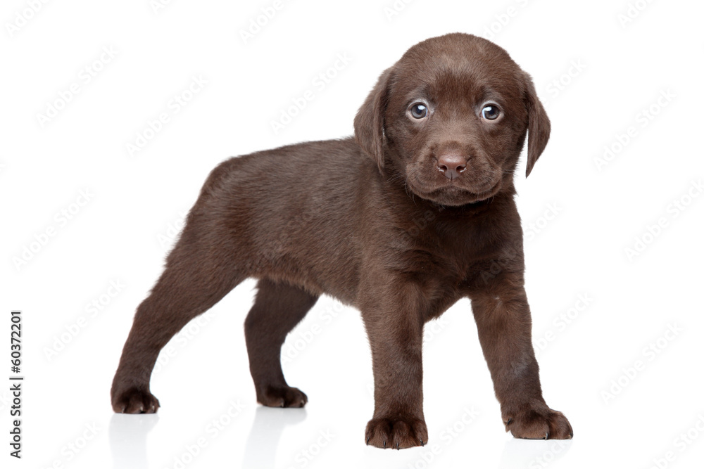 Chocolate Labrador puppy Chocolate Labrador puppy