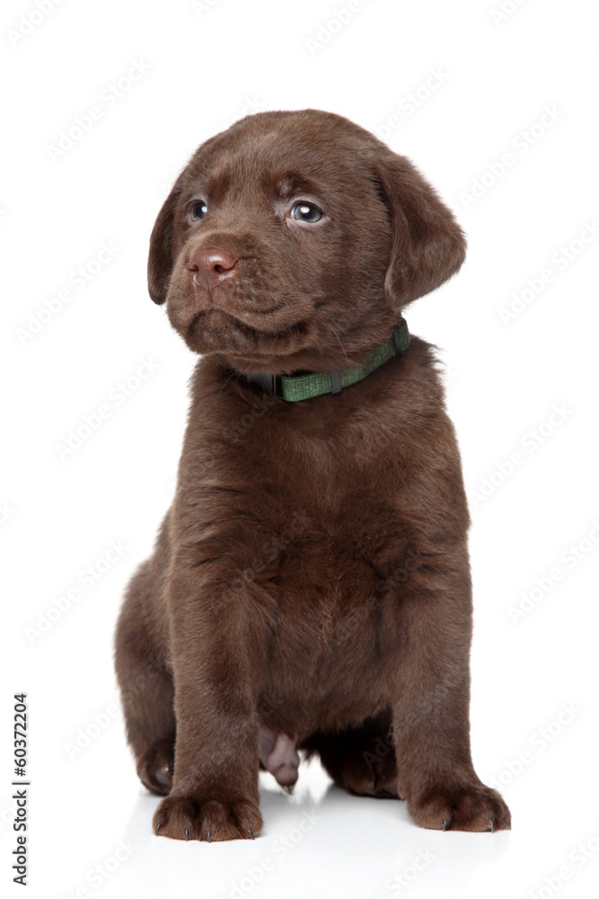 Brown Labrador puppy on white background